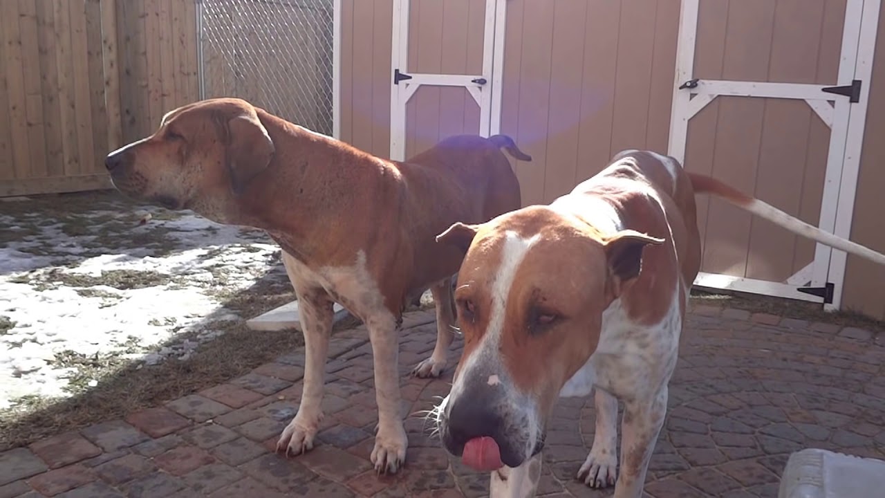 Bully Kutta Canada/USA (North America)
