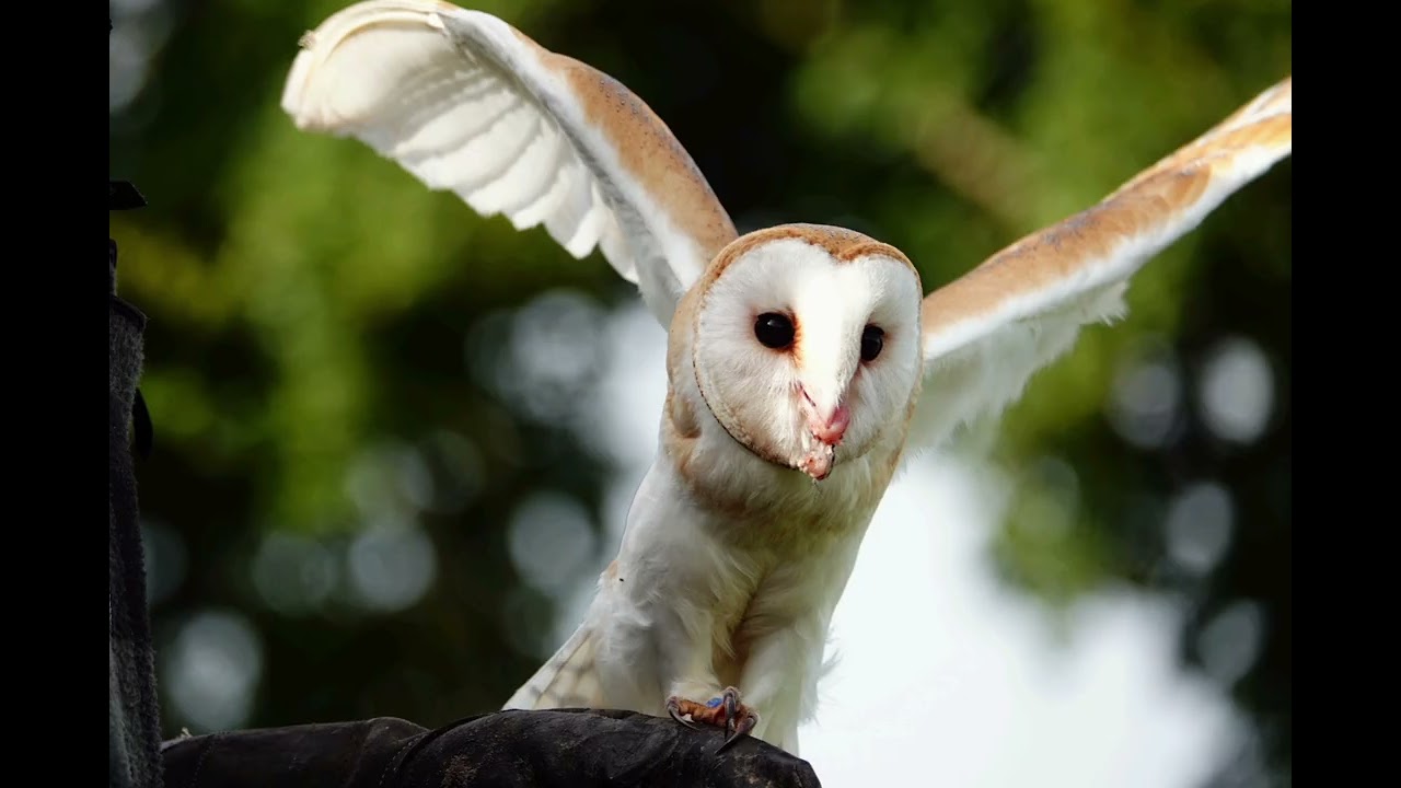 Een foto workshop bij de Valk Roofvogels 6.10.2024