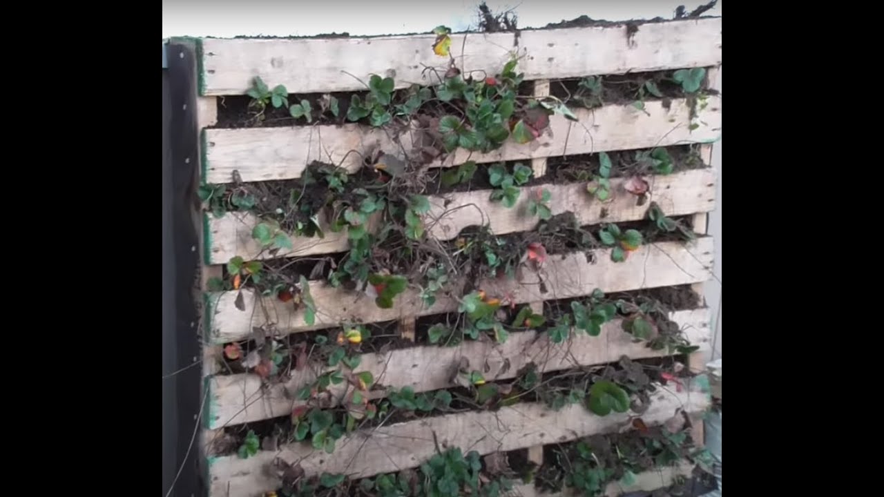 DIY How to make a Vertical Upcycled Pallet Strawberry Garden-Easiest Pallet Gardening Project
