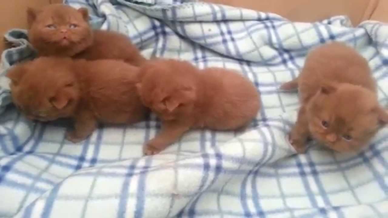Starryeyed - cinnamon british kittens - 3 weeks