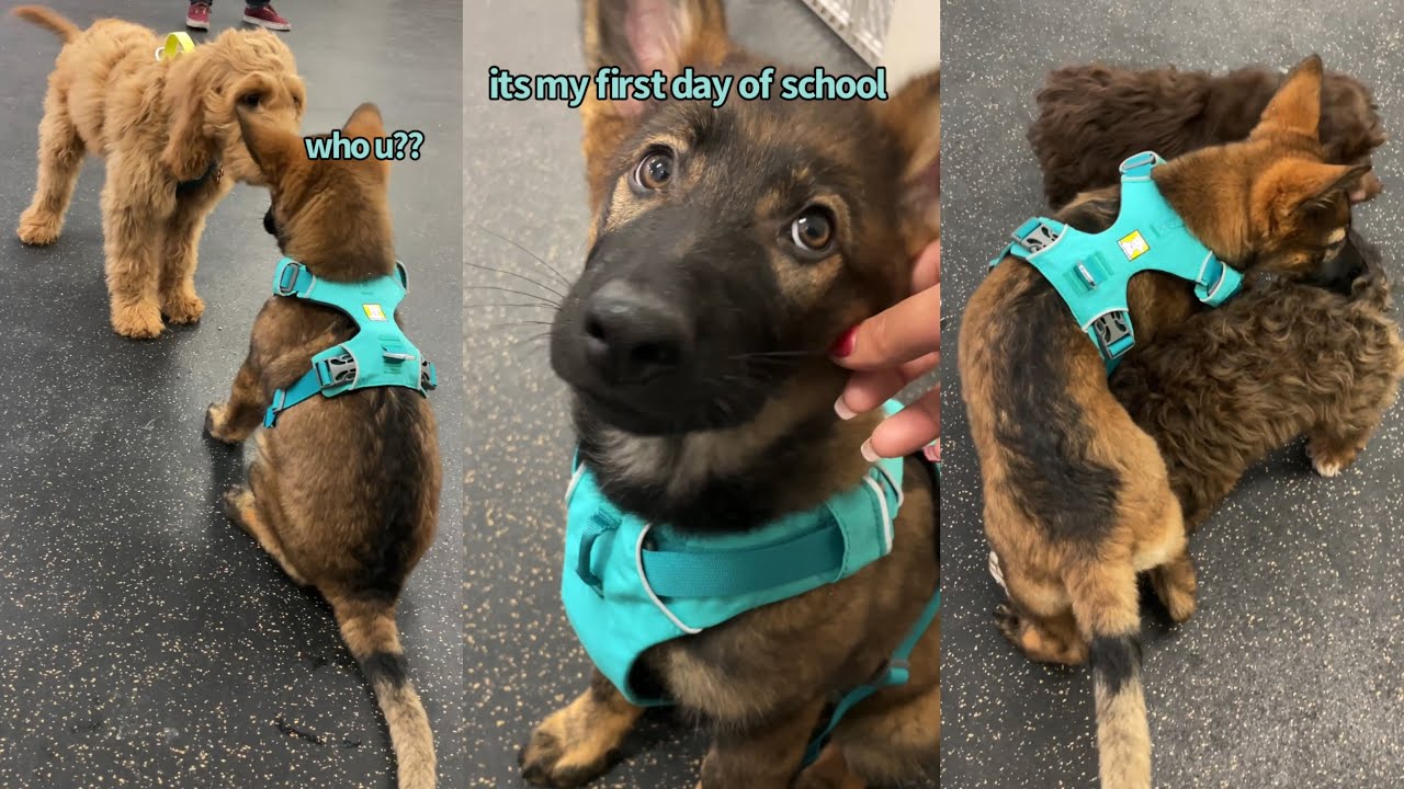 Первый день моей немецкой овчарки в школе для щенков