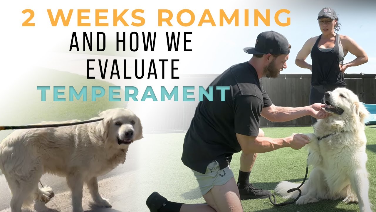 This Dog Was Roaming Our Neighborhood for 2 WEEKS | Our Process