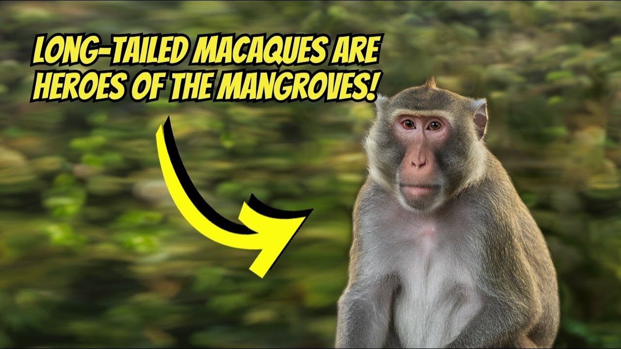 The Long-Tailed Macaque: The Monkey You Didn't Know You Loved