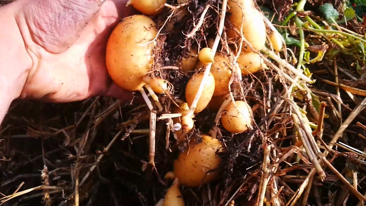 Récolte de Pomme de terre sur gazon ! #ABONDANCE