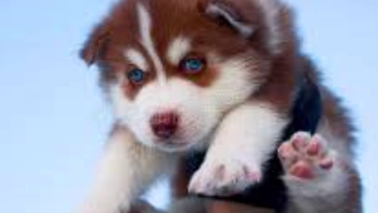 red husky puppy