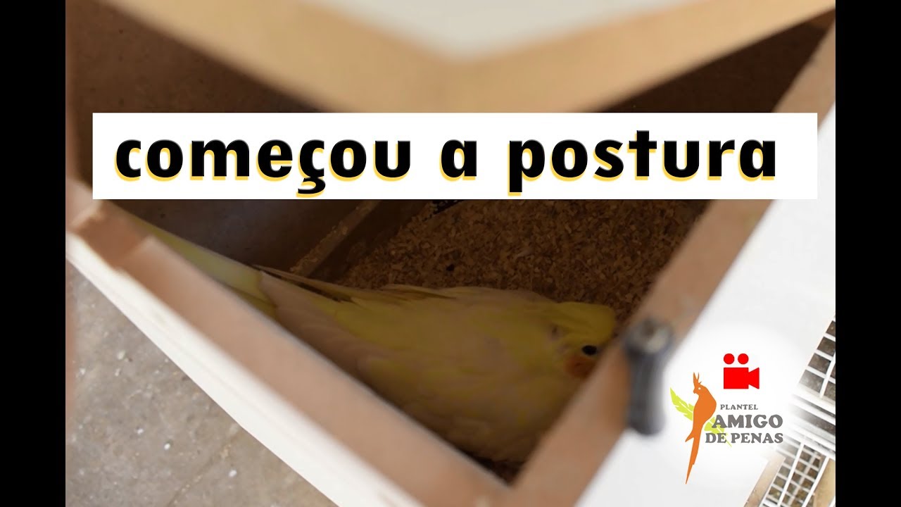 Semana de postura no plantel !