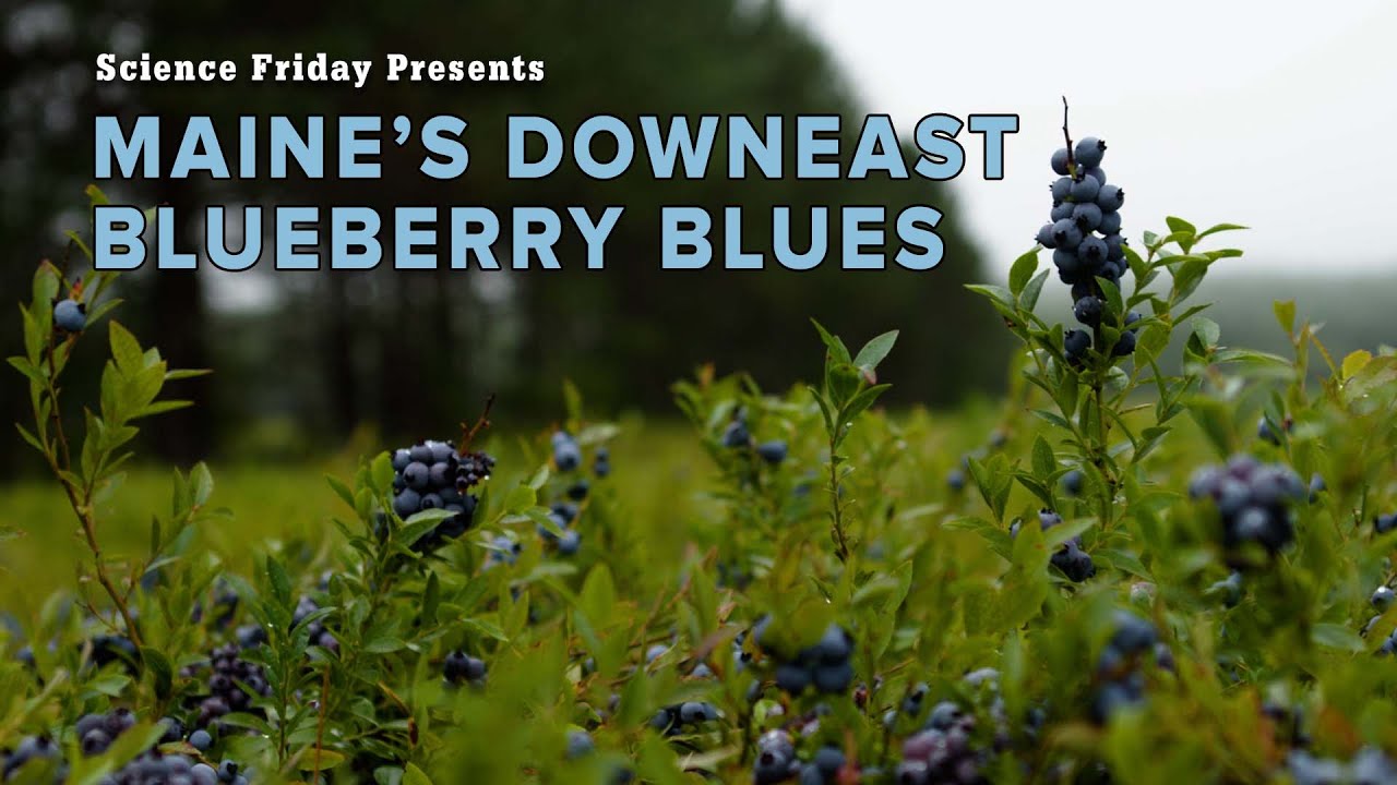 Maine's Downeast Blueberry Blues