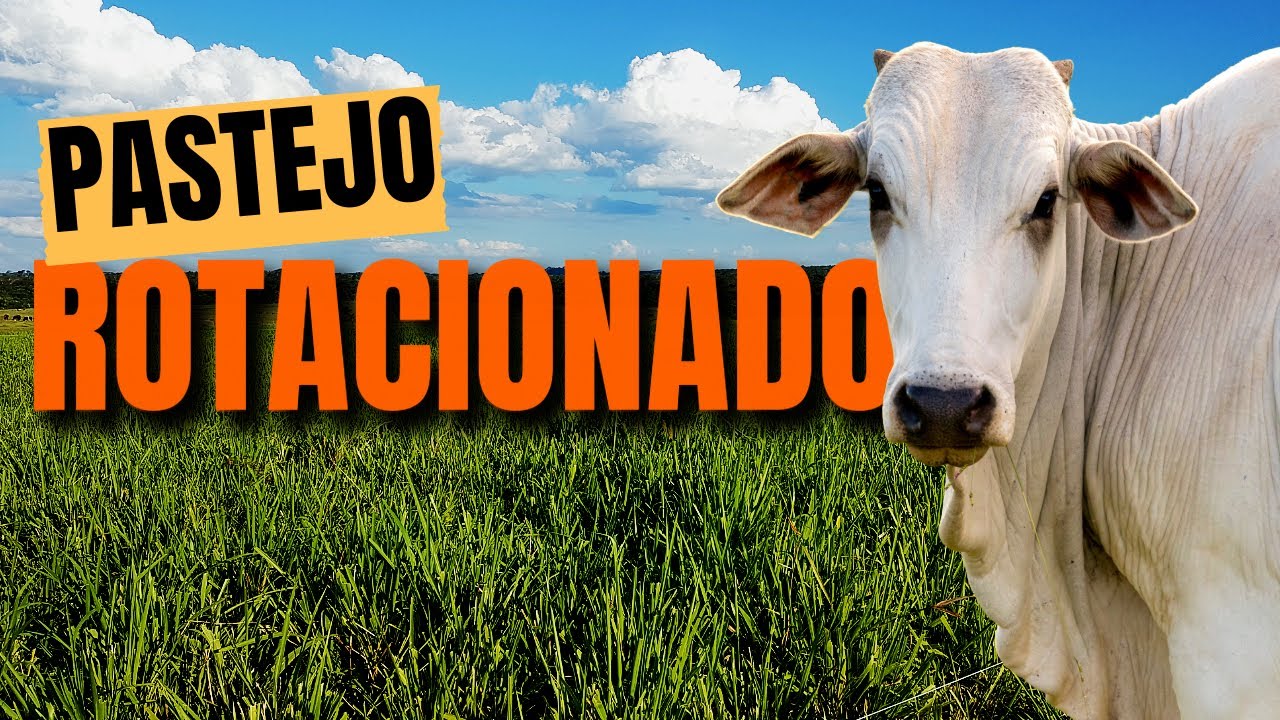 Pastejo Rotacionado: Aumente a Produtividade do seu Gado de Corte #pecuária