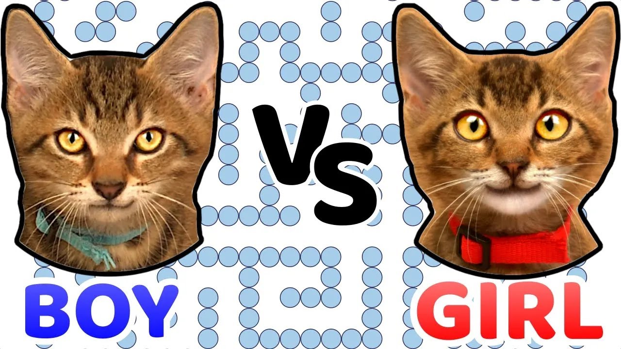 GIRL vs BOY. Who is smarter?