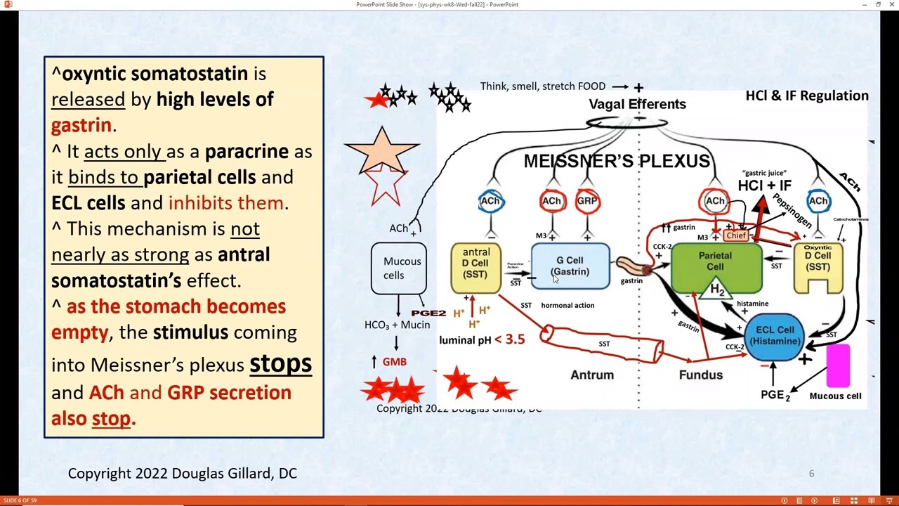 Zollinger-Ellison syndrome + Vitamin B12 Absorption + Basics of Inflammation + Gastrin regulation&hellip;
