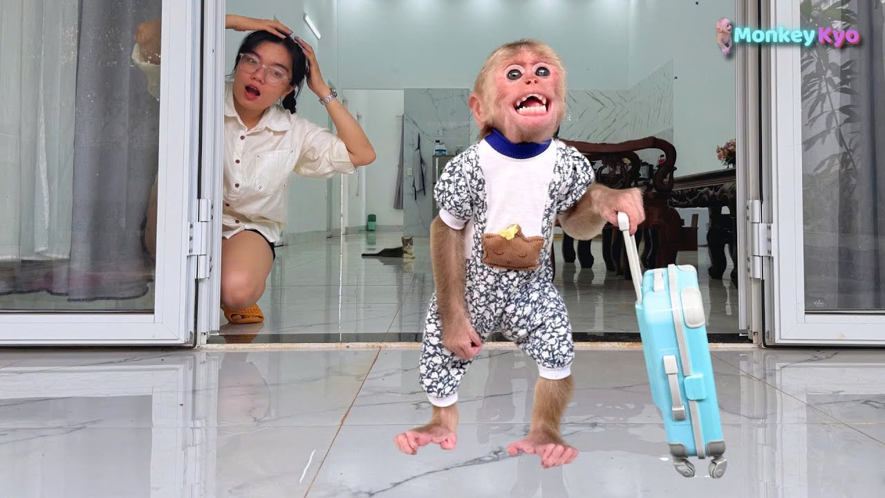 Monkey Kyo Eagerly Opens Her Birthday Present from a Fan While Dad Is Away!