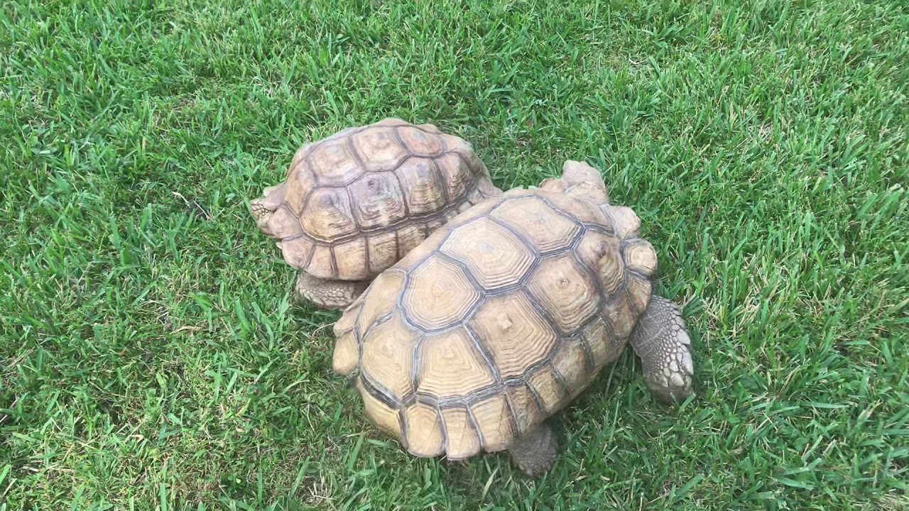 Sulcata Tortoise Breeding Ritual