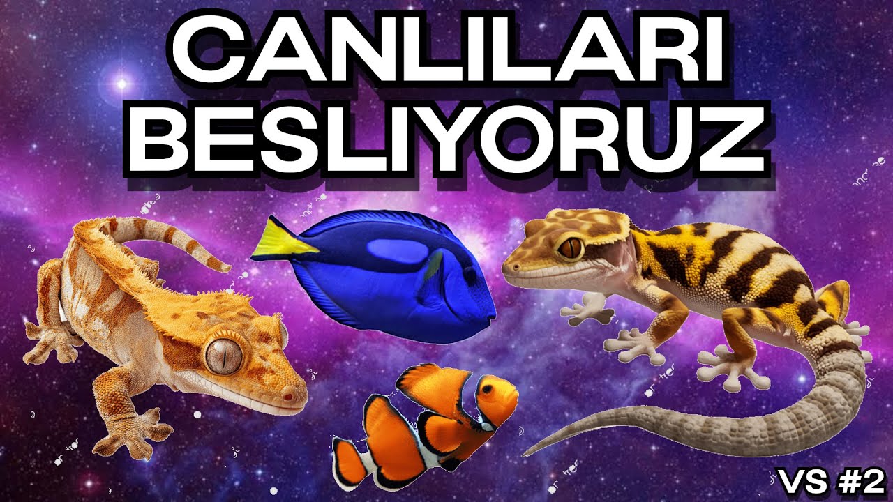 VS #2 | Günlük Besleme