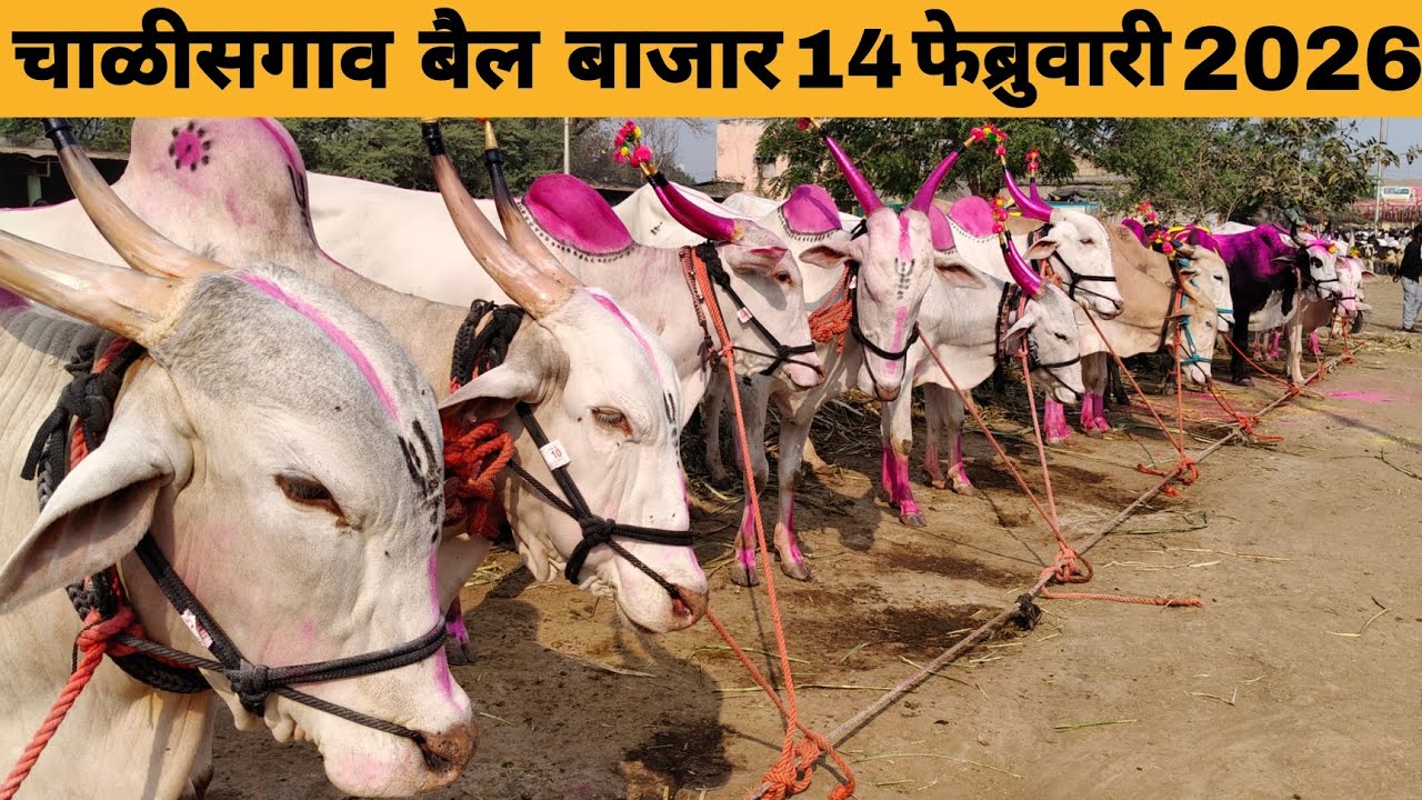 Chalisgaon bail bazar 2026 | चाळीसगाव बैल बाजार | chalisgaon bail bazar 14 February 2026