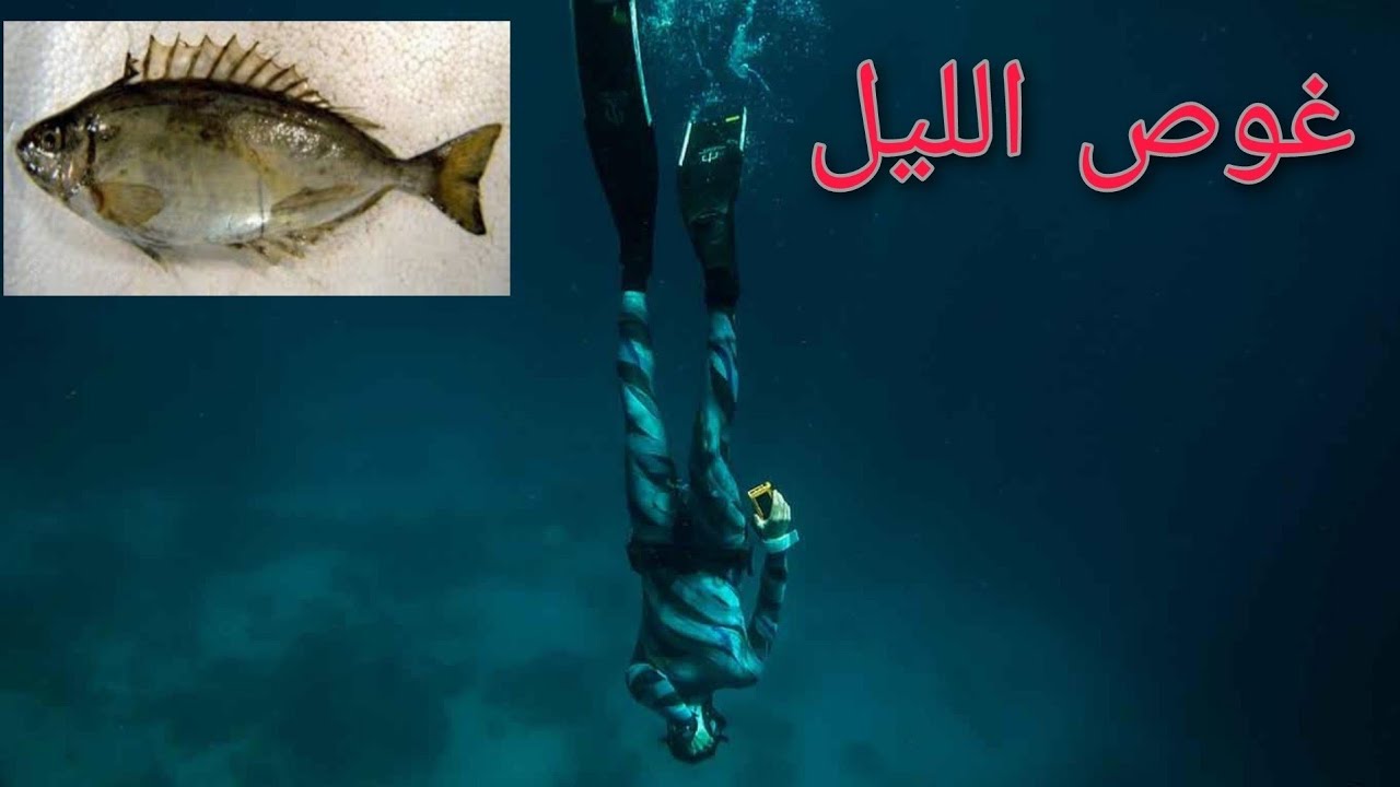 الغوص لصيد سمك الصافي في الليل