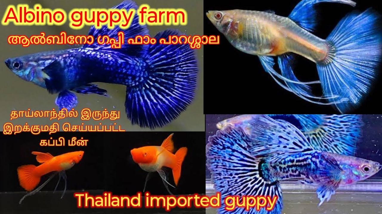 Thailand imported guppy/ALBINO GUPPY FARM/கேரள மீன் பண்ணை/ Kerala /ആൽബിനോ ഗപ്പി ഫാം പാറശ്ശാല/ ribbon