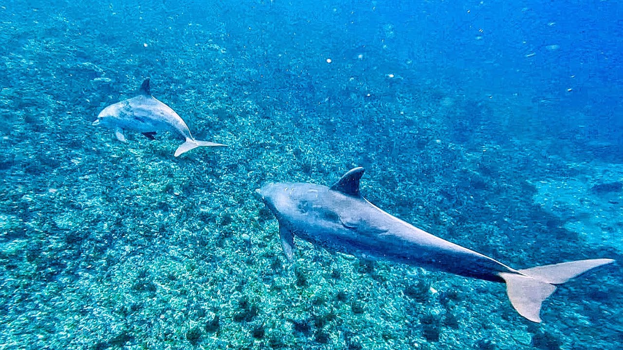 Snorkeling à zanzibar. (Poissons - Dauphins)