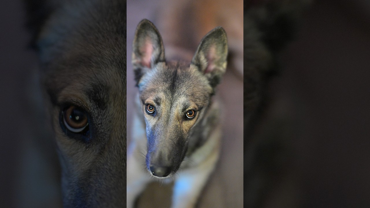 Nikon Z6 III using Three Adapters for 85mm