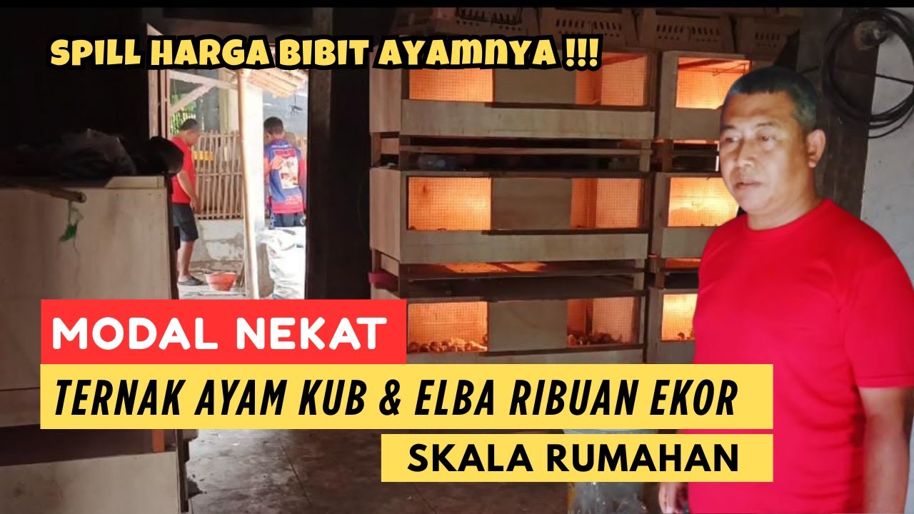 Ternak Ayam ELBA dan KUB Sekala Rumahan, Untung Dari Jualan Bibit dan Telur Fertil