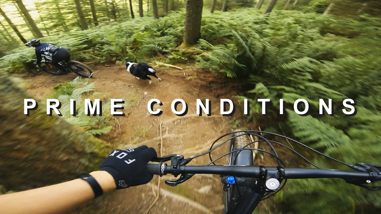 Guess Who's Back? 🐶 | Mountain Biking in Cumbria