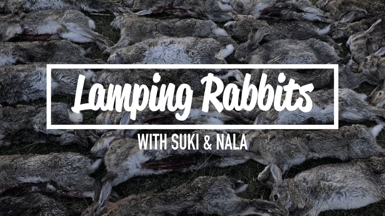 Lamping Rabbits - 27 Rabbits With Suki & Nala