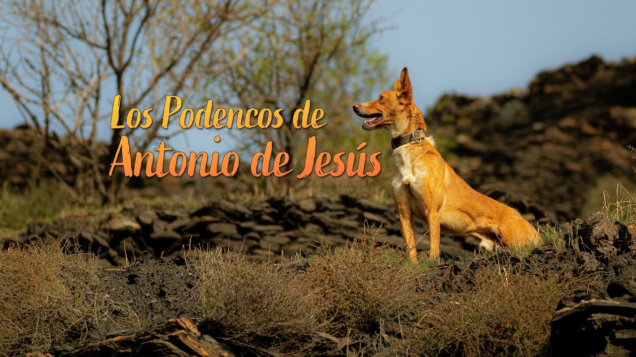 Caza de Conejos con  Podencos | Antonio Jesus experto podenquero