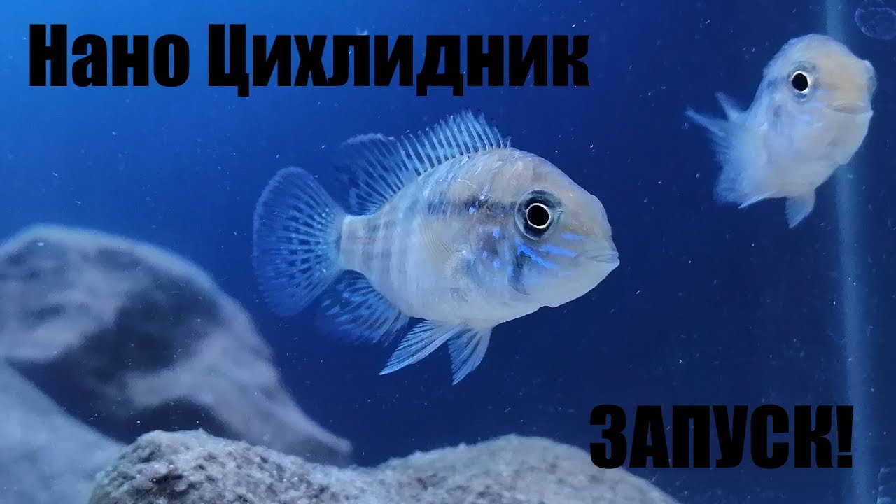 1. Нано цихлидник. Запуск!