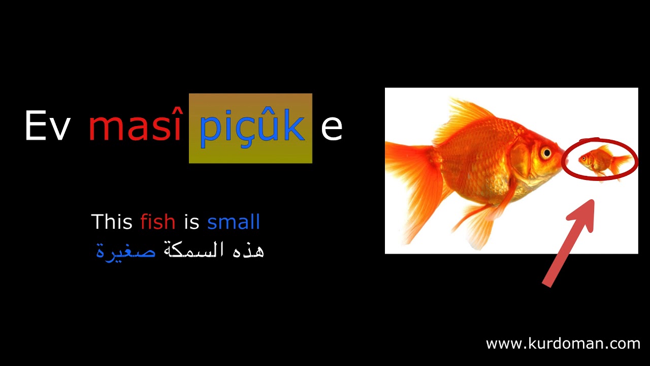 Learn Kurdish Kurmanji Language (Lesson 7: conversation)