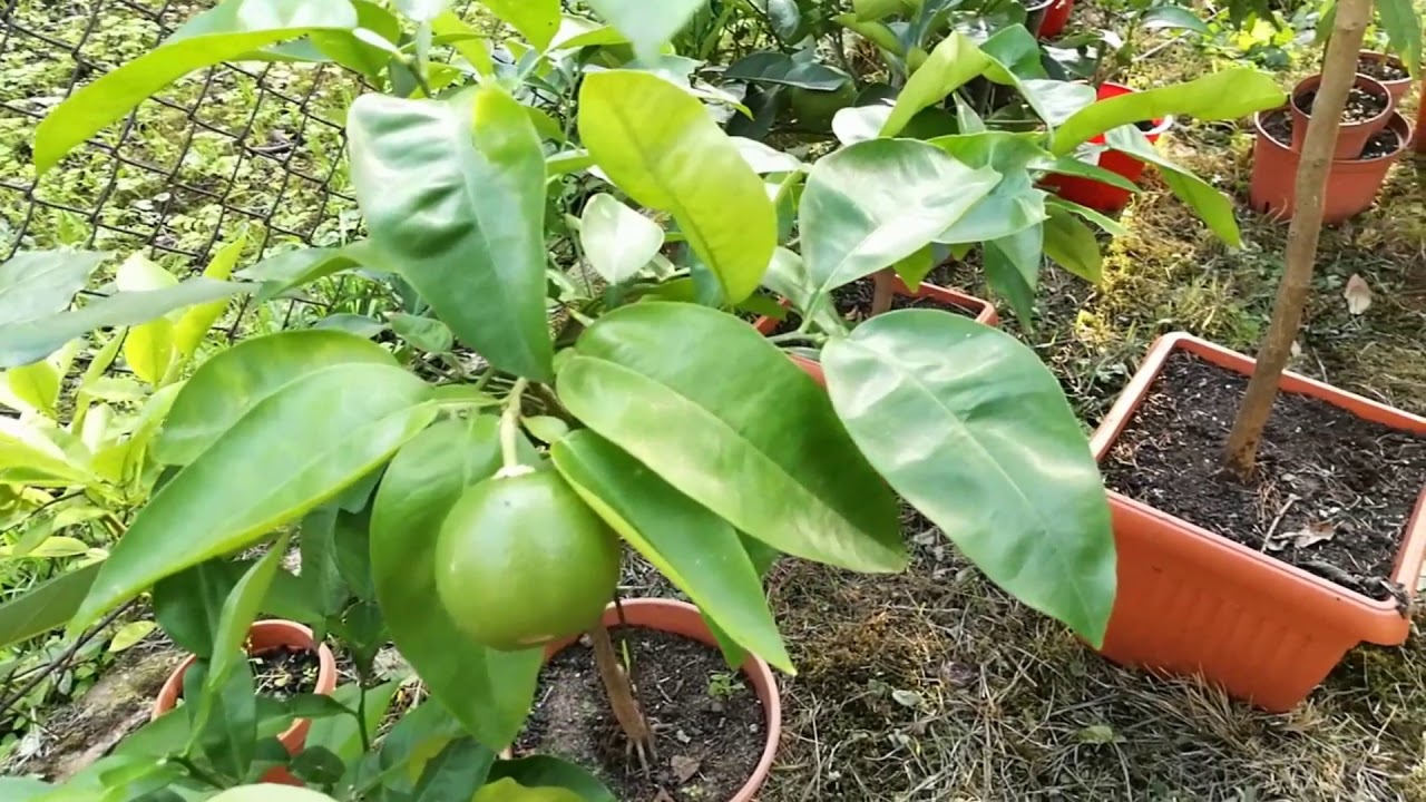 28. Cytrusy późnym latem: cytryna, pomarańcza, kumkwat, grejpfrut, mandarynka, limonka, pomelo