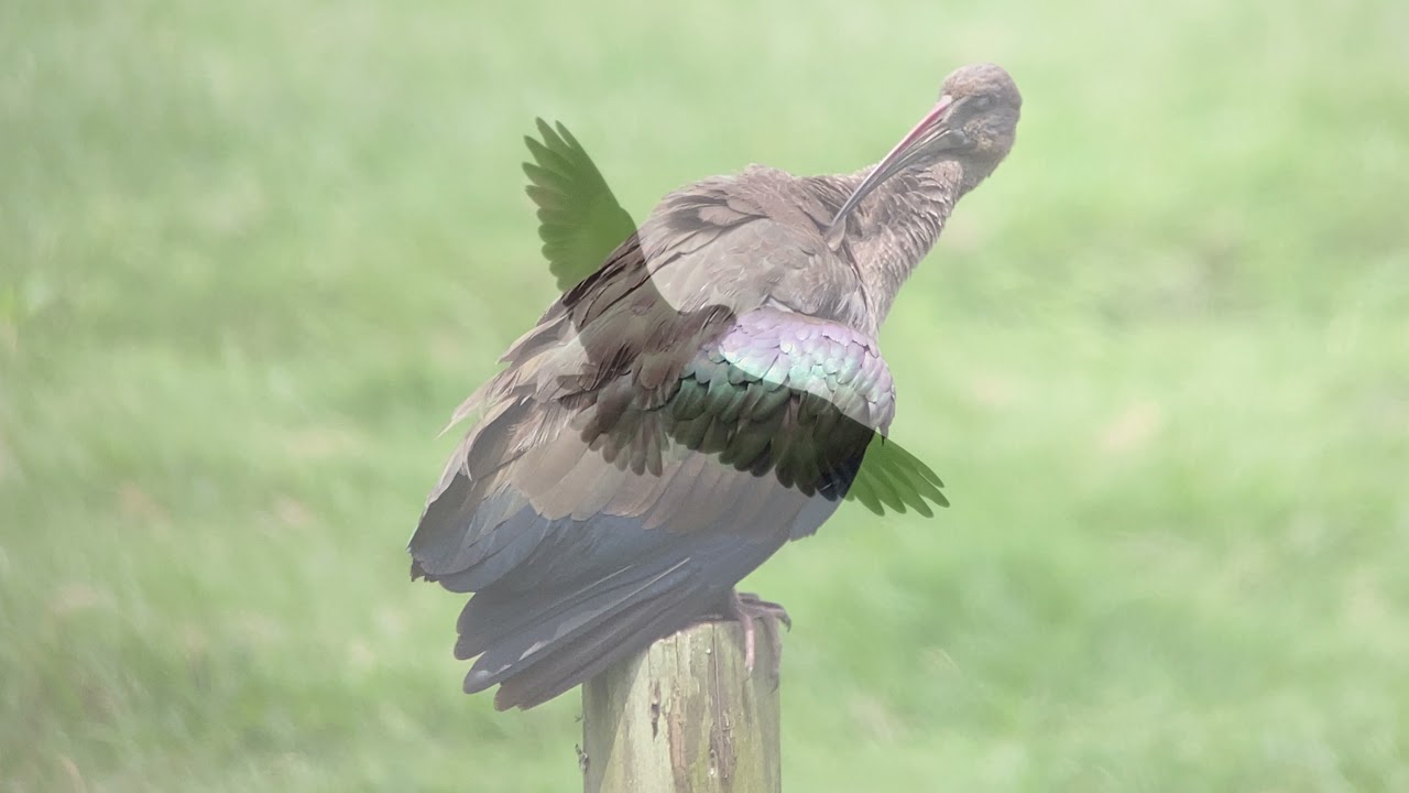 Uganda Bird Safari