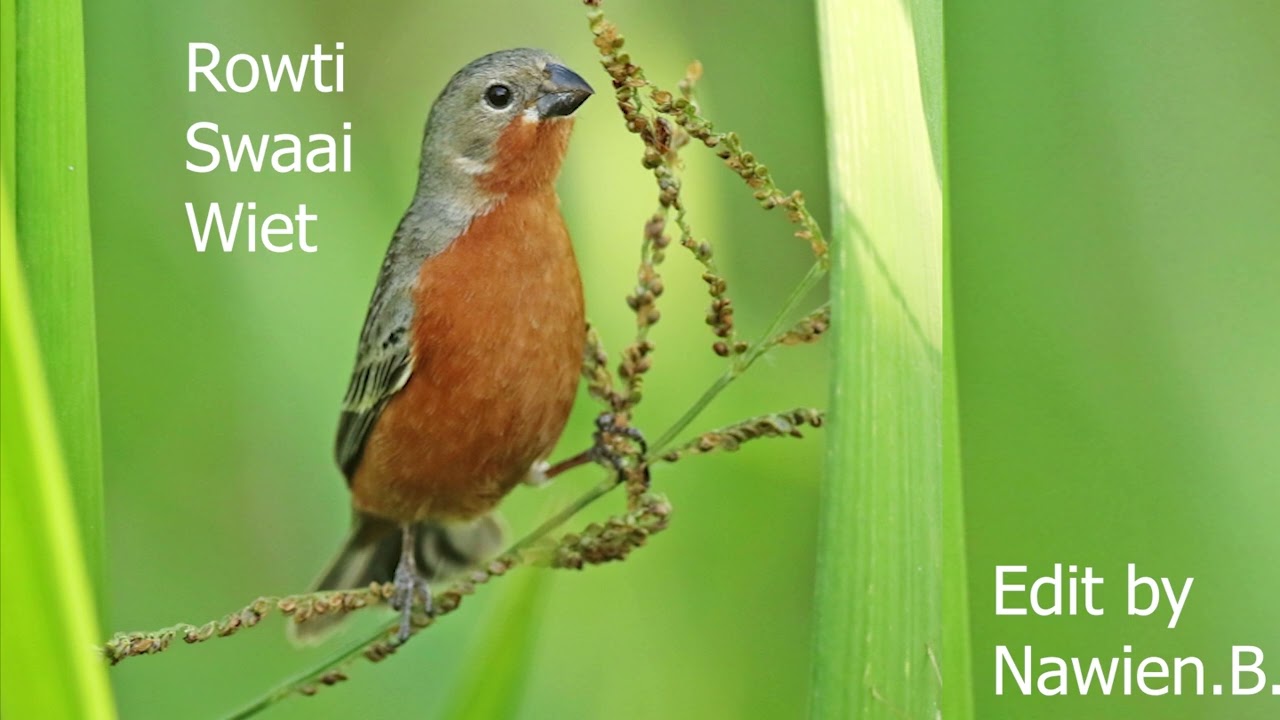 Rowti Swaai Wiet Slag (Redbelly/Rowti/Fire Red) (Training Song)--By Nawien B