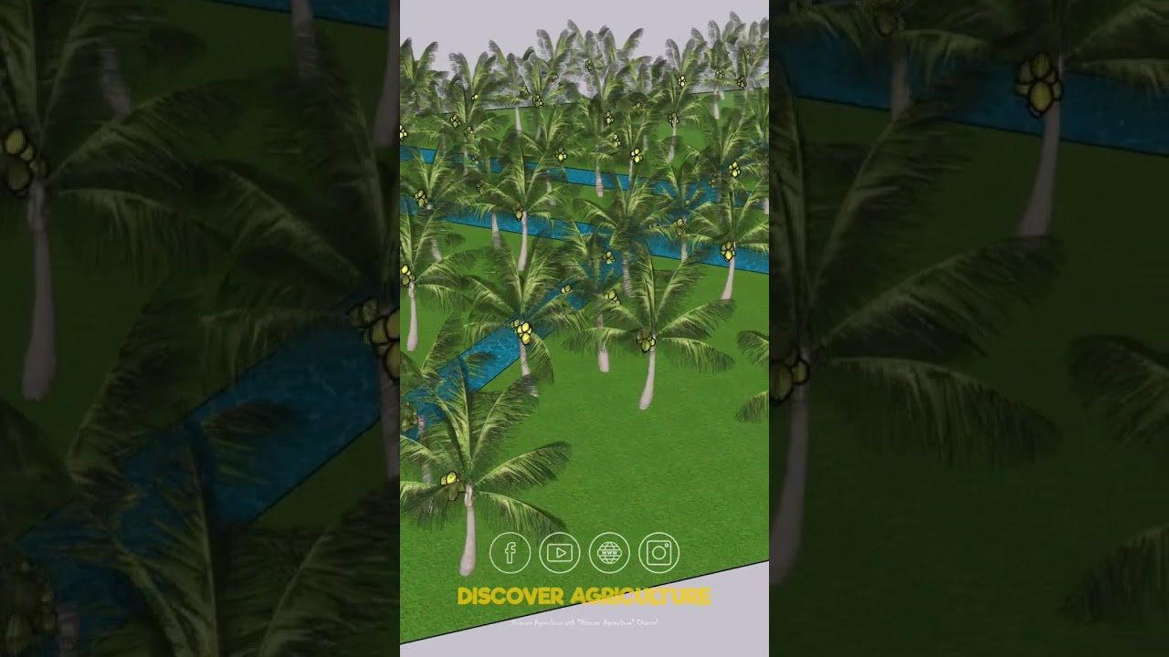Coconut Tree Farming (Triangle Coconut Planting Method) #shorts