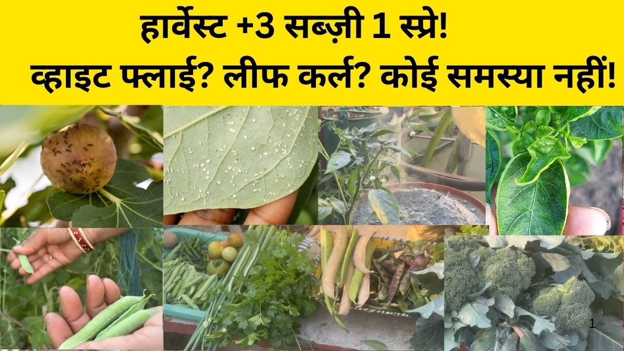 हार्वेस्ट के साथ 3 स्प्रे का सीक्रेट 🌿 | व्हाइट फ्लाई और लीफ कर्ल का पक्का इलाज