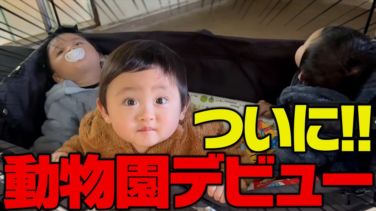 とうとう三つ子が動物園デビューを果たしました！0才児