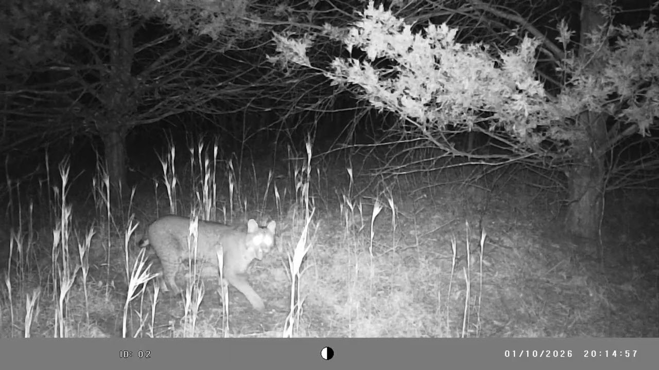 Arkansas Trail Camera Footage / January / Deer 🦌 / Raccoons 🦝 / Bobcat 
