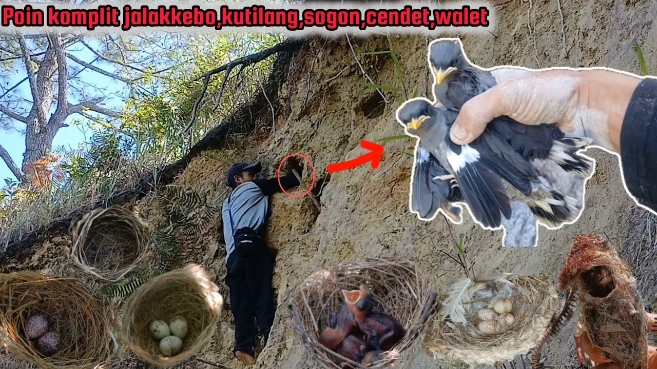Poin sangat komplit!! Jalakkebo,kutilang,sogon,cendet || meskipun sarangnya tinggi