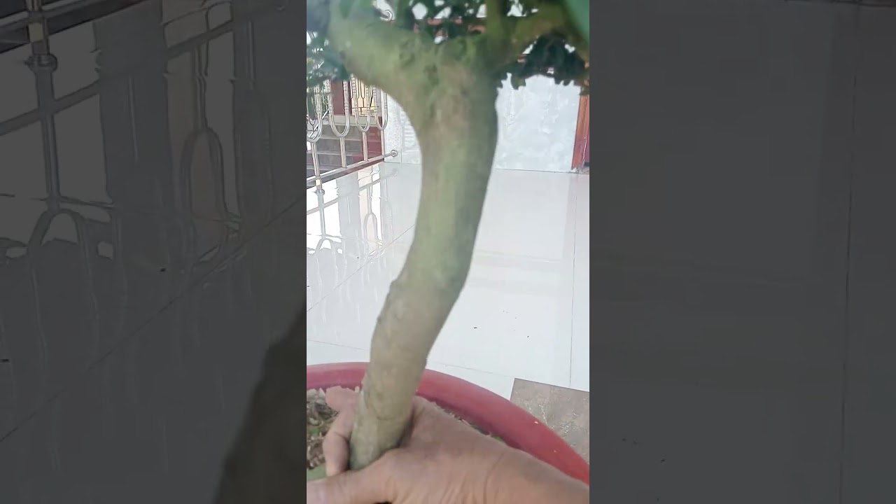 ngày 13 tháng chạp lặt lá mai