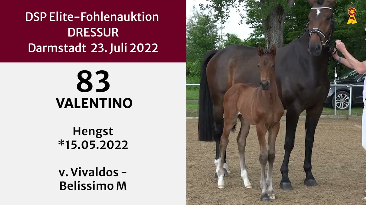 KN 83: Hengstfohlen v. Vivaldos / Belissimo M