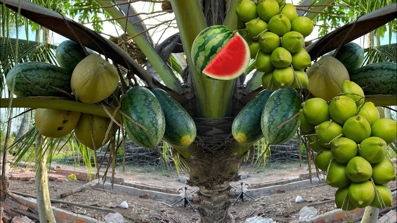 The secret way to grafting coconut with watermelon to get the fruit together in one tree