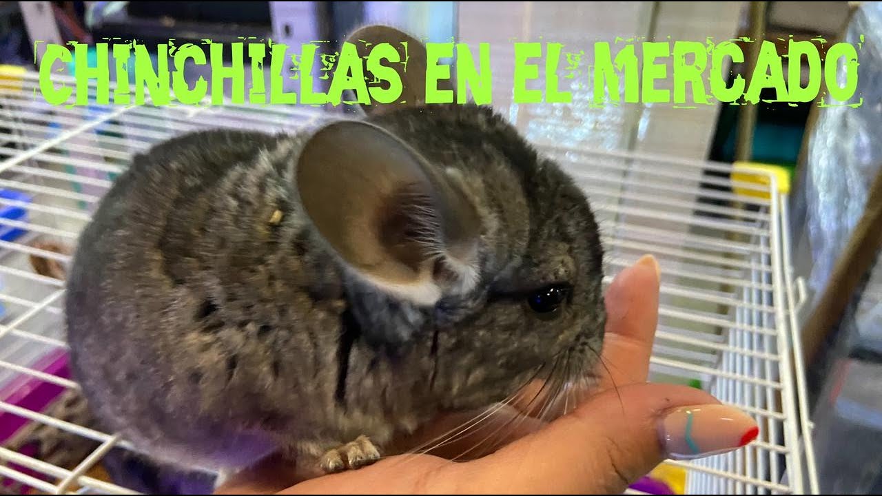 CHINCHILLAS EN EL MERCADO