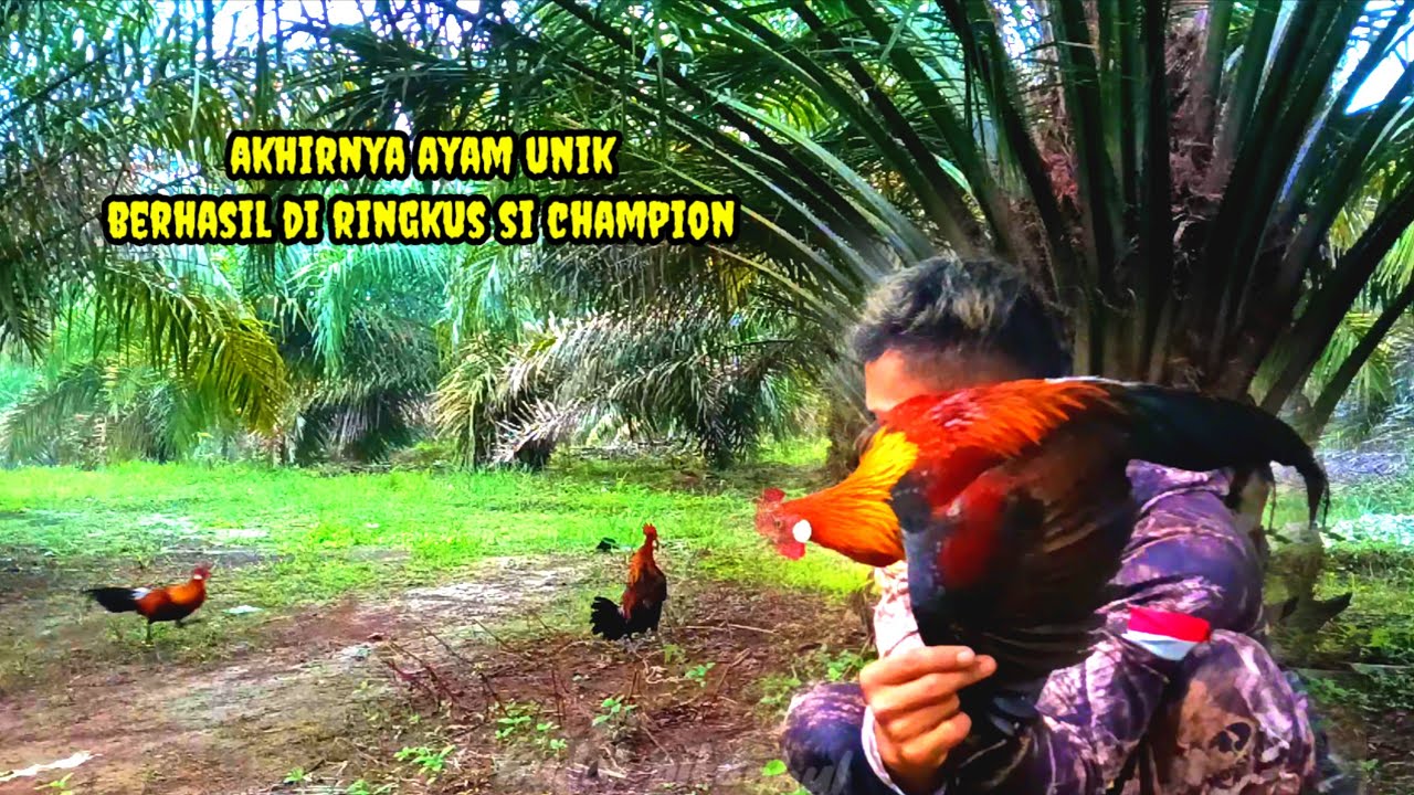 Serunya..!!!POIN KE 2 PIKAT CHAMPION MASIH GELAP