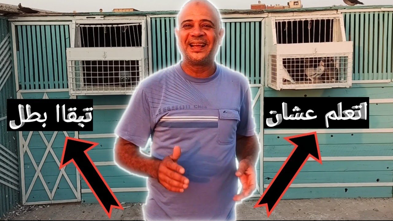 تعليم دشاار زغاليل الحمام الزاجل للمبتدئين مع البطل ايمن انور