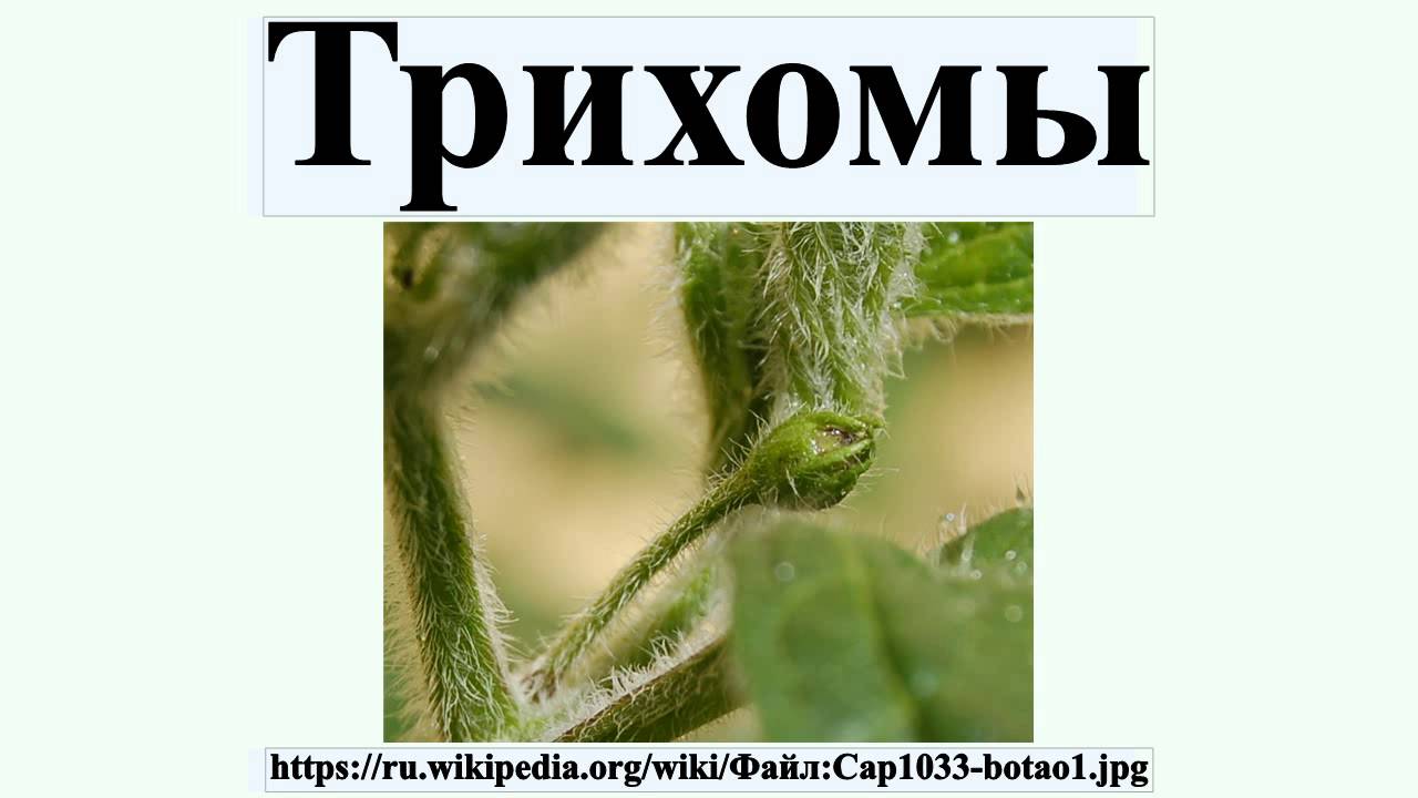 Трихомы