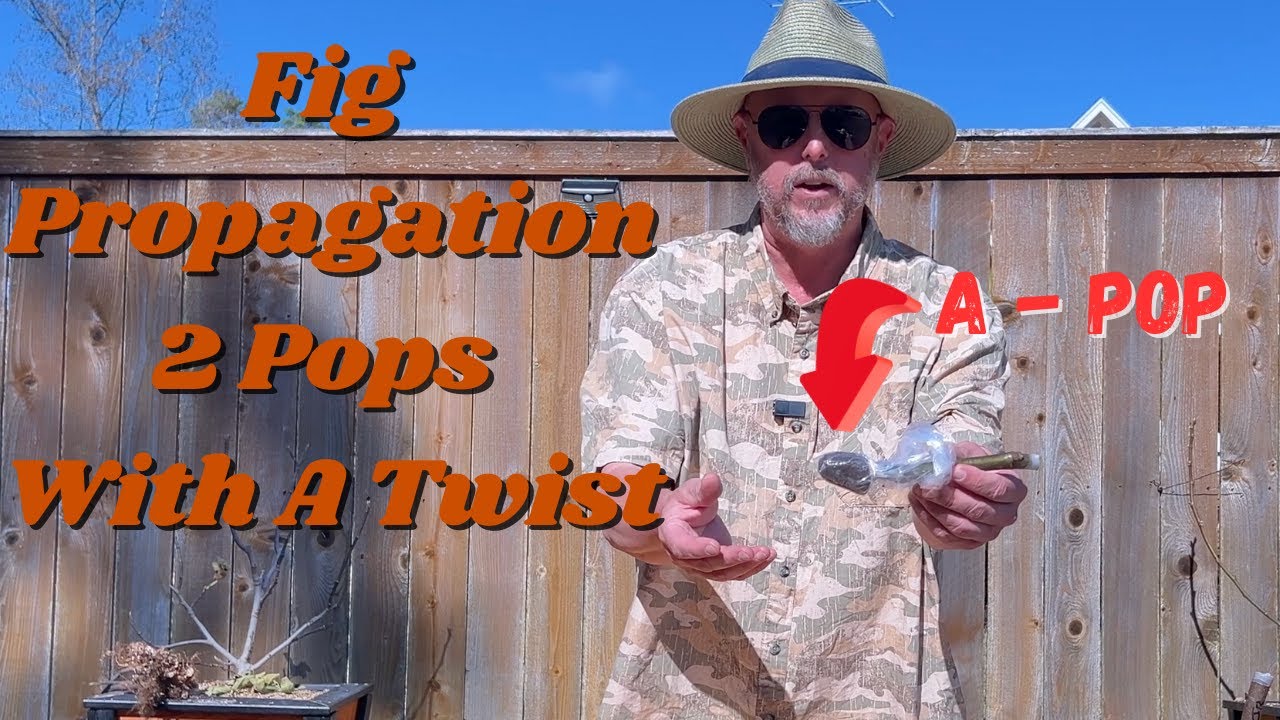 2 NEW Fig Cutting Methods! | Jeff’s Pop-in-Cup Trick & The Fig Father’s Root Riot Test