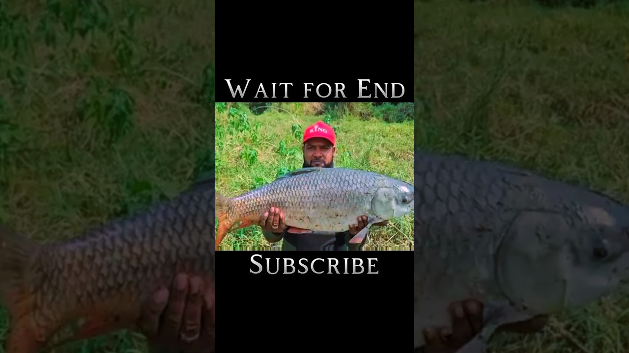 Amazing Big Rahu Fish Catching! #youtube #shorts #fishing
