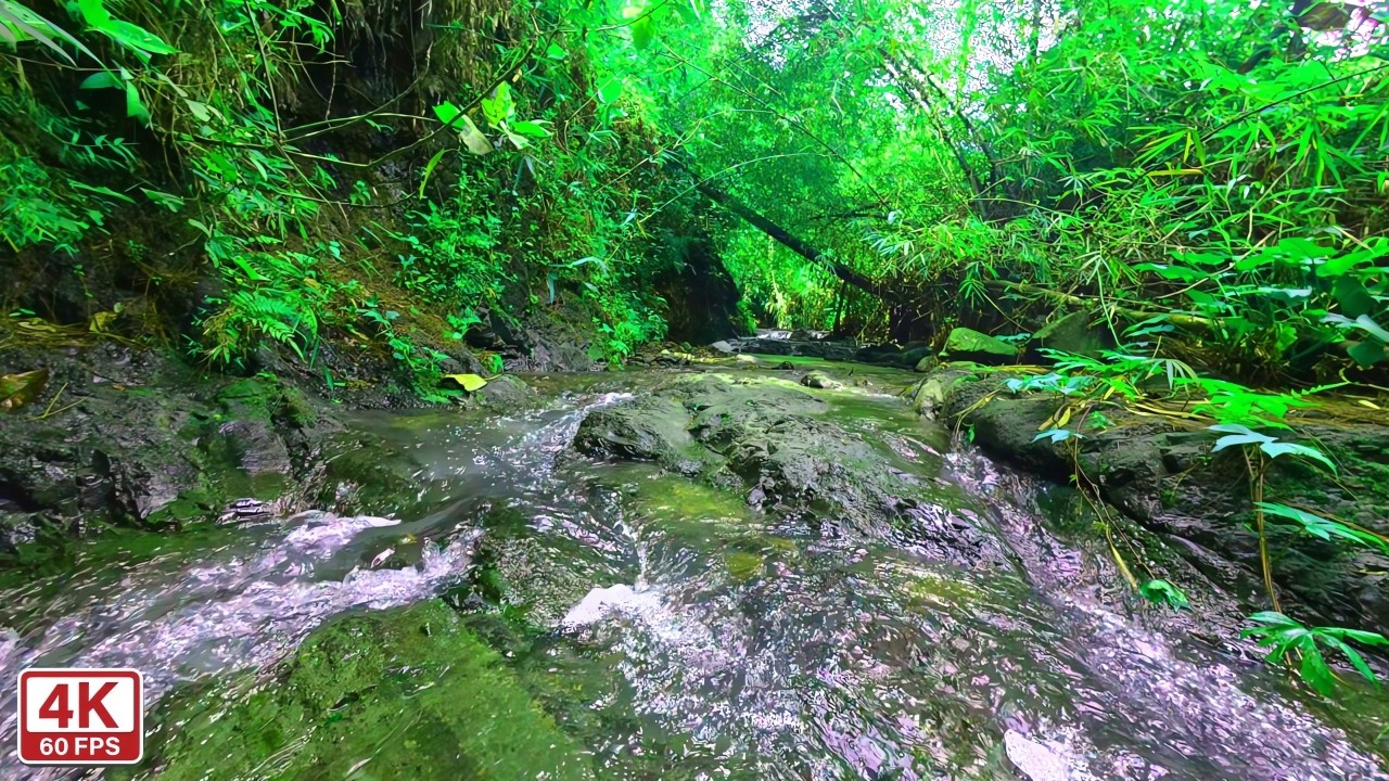 Calm Tropical River Ambience 🌿 Gentle Stream Sounds for Deep Sleep and Inner Peace