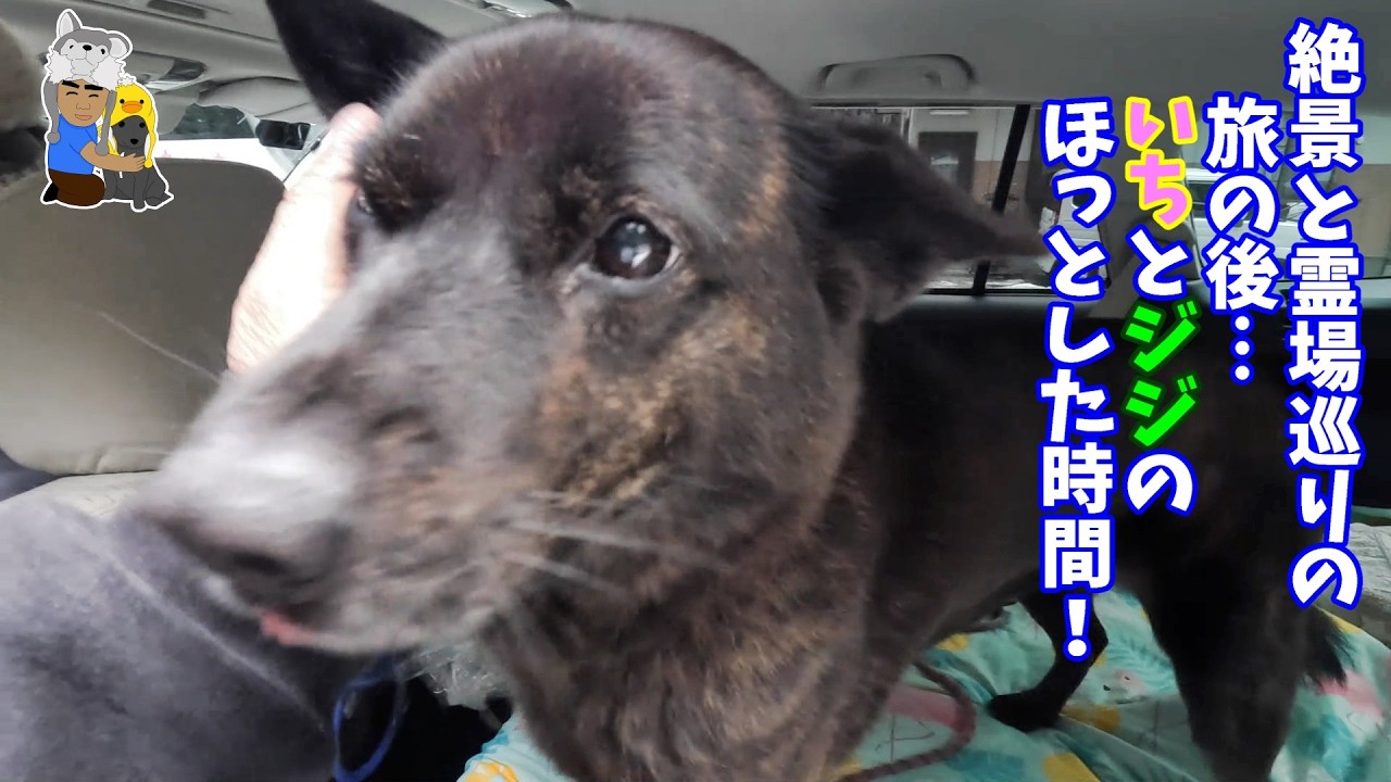 野迫川の雲海と高野山奥の院巡り！いっちゃんとジジのホッとした時間　甲斐犬いち