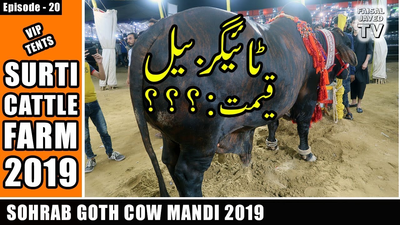 SURTI CATTLE FARM | COW MANDI SOHRAB GOTH 2019 KARACHI | VIP Tents | Episode 20