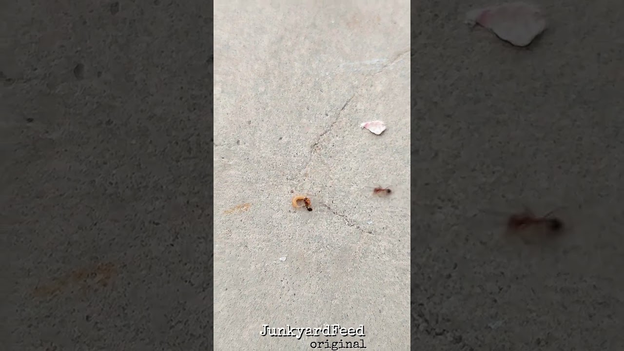 4K Nature | Ants and Flour Worms | Wild Nature in 4k