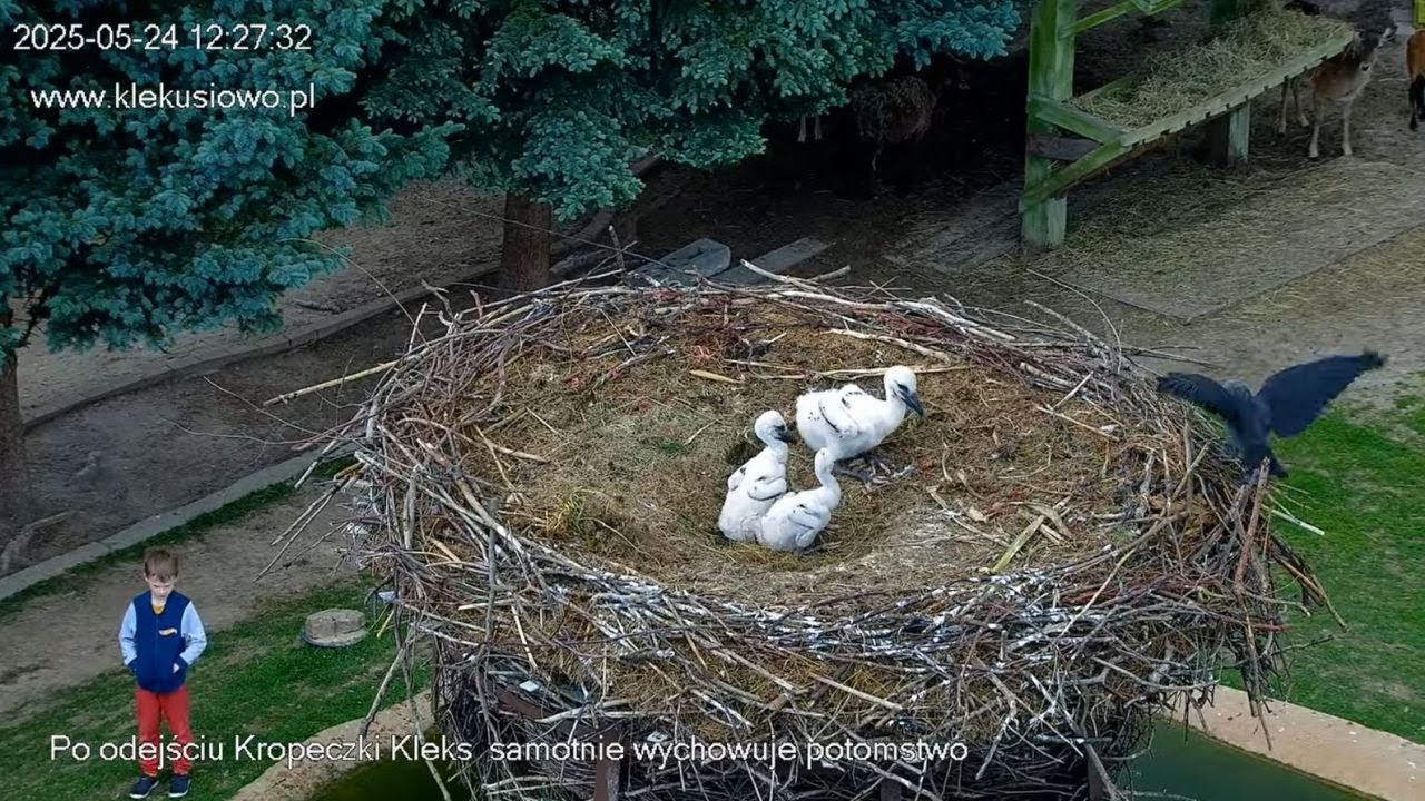 Klekusiowo ~ pisklęta same, Kleks wraca i karmi maluszki! 😍🐤🐤🐤🍀